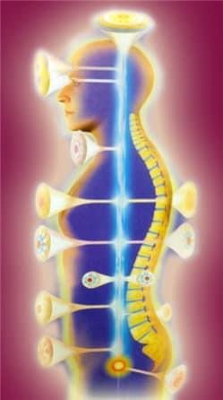 Illustration of the human energy body showing chakra centres along the spine